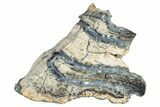 Mammoth Molar Slice With Case - South Carolina #291057-1